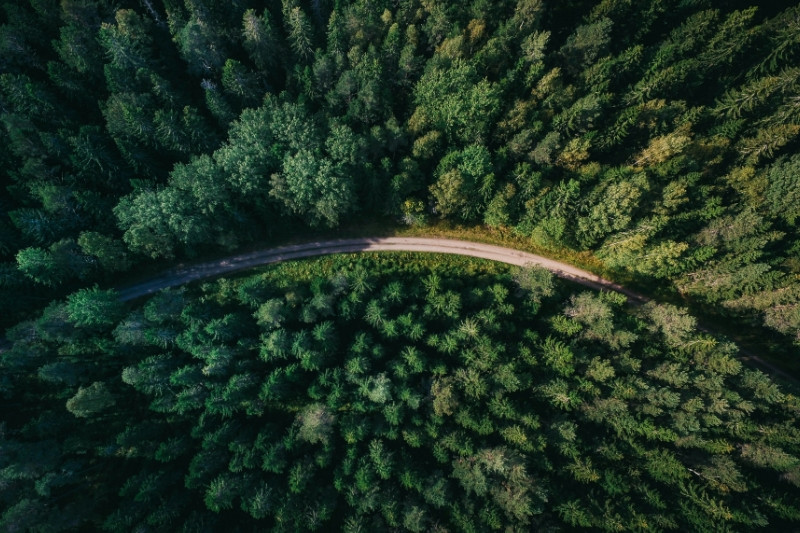 Eine Straße, die durch einen dichten, grünen Wald führt